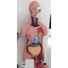 หุ่นจำลองอวัยวะร่างกายแยกชิ้นส่วนได้ 41 ชิ้น