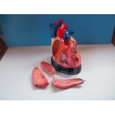 หุ่นจำลองหัวใจจำลอง