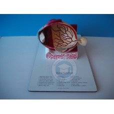 หุ่นจำลองโครงสร้างนัยน์ตามนุษย์ 