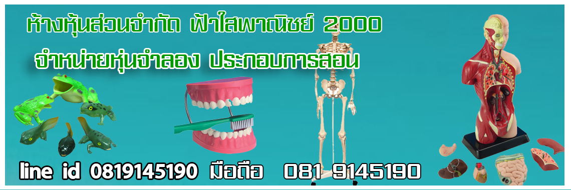 หุ่นจำลอง ประกอบการสอน